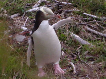 Close-up of bird on field