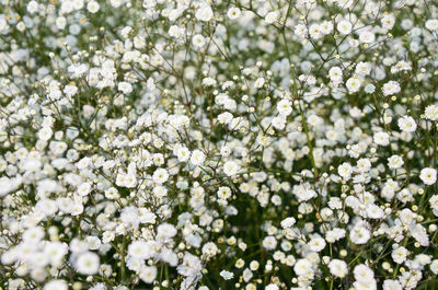 Close-up of white flowers on tree