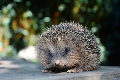 Close-up of an hedgehog on wood