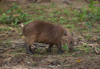 Side on portrait of baby capybara hydrochoerus hydrochaeris feeding  pampas del yacuma, bolivia.