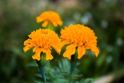 Close-up of yellow marigold blooming outdoors