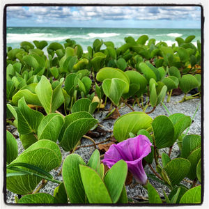 Close-up of lotus water lily in sea