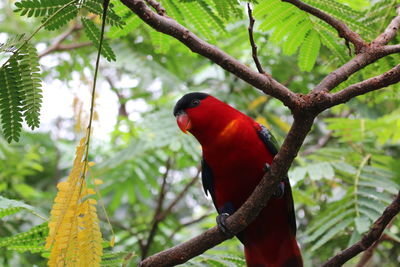 Low angle view of parrot perching on tree