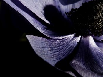 Close-up of a flower