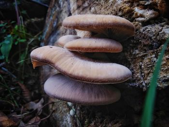 Close-up of mushroom growing on field