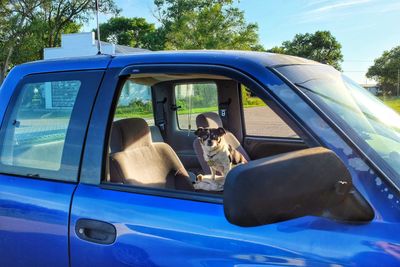 Dog sitting in blue car