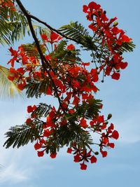 Low angle view of red flower on tree against sky
