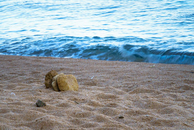 View of crab on beach