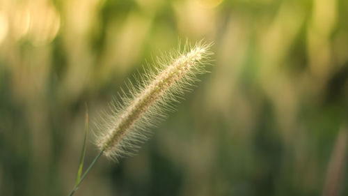 Close-up of plant