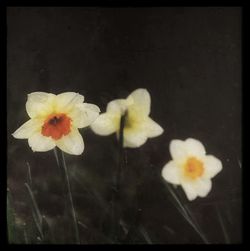 Close-up of white flowers blooming outdoors