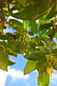 Low angle view of green leaves on tree