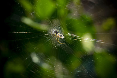 Close-up of spider web