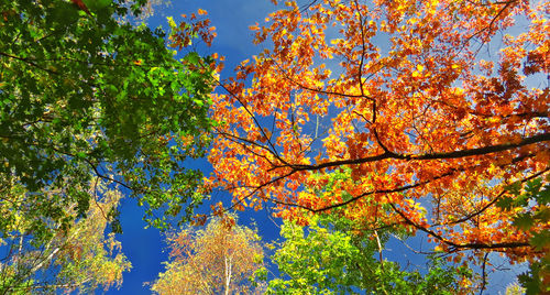 Low angle view of autumn trees against sky