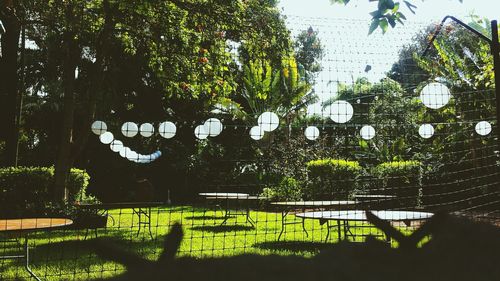 Plants growing on tree