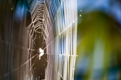 Close-up of spider web on metal fence