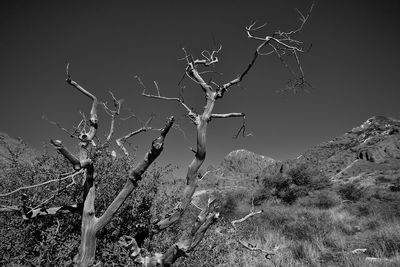 Bare tree on landscape against clear sky