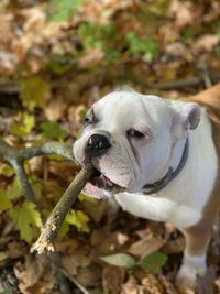 High angle view of bulldog chewing on a stick