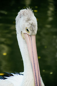 Close-up of white swan