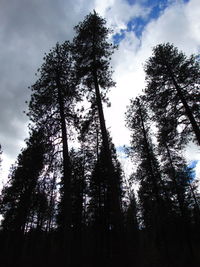 Low angle view of silhouette trees against sky