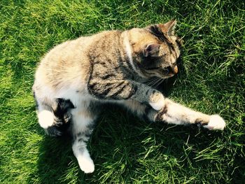 Cat relaxing on grassy field