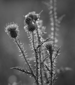 Close-up of plant