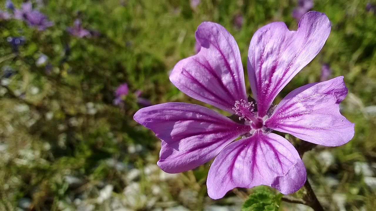 plant, flowering plant, flower, freshness, beauty in nature, fragility, growth, purple, close-up, petal, inflorescence, flower head, nature, wildflower, blossom, focus on foreground, macro photography, pink, pollen, no people, day, botany, outdoors, springtime