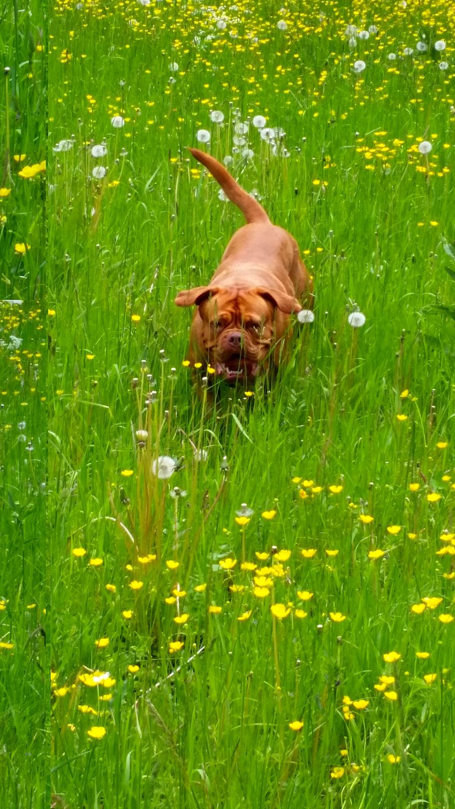 Dog in field