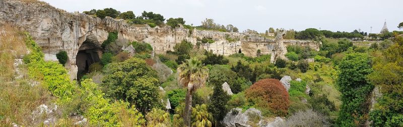 Plants growing on rock