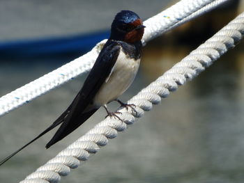 Close-up of bird perching on railing