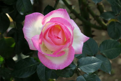 Close-up of pink rose