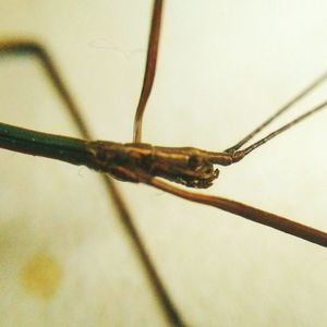 Close-up of insect