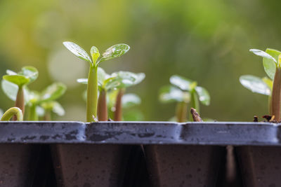 Close-up of fresh green plant against blurred background