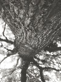 Low angle view of tree trunk in forest