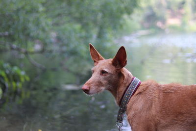 Close-up of a dog in water