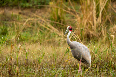 Bird in a field