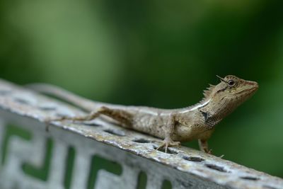 Close-up of lizard on leaf