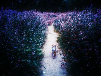 High angle view of people walking on purple flowering plants