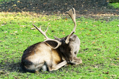 Fallow deer resting on field