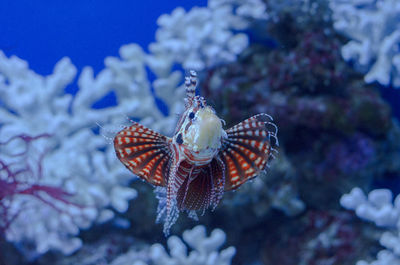 Sea fish lionfish in aquarium