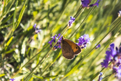 Close-up of butterfly pollinating on purple flower