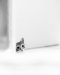 Portrait of cat sitting on floor