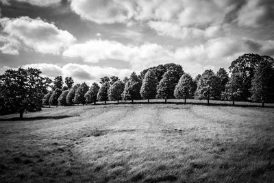 Trees on field against sky