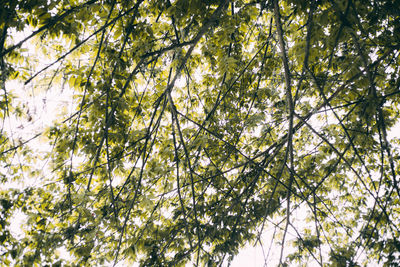 Low angle view of trees in forest