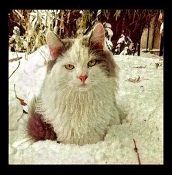 High angle portrait of cat