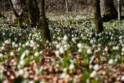 Plants growing on field
