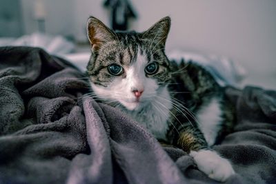 Close-up portrait of kitten relaxing on bed at home