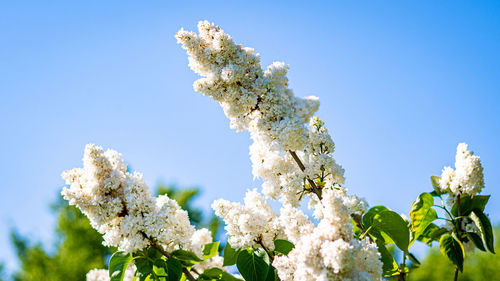 Low angle view of white flowering plant against clear blue sky