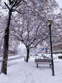 Bare tree in park during winter