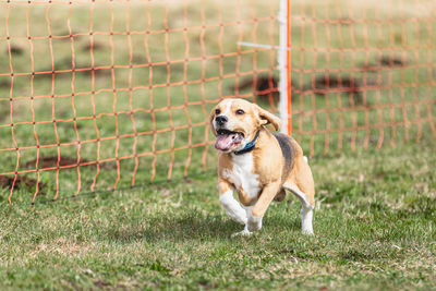 Dog running on field