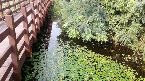 High angle view of plants in water